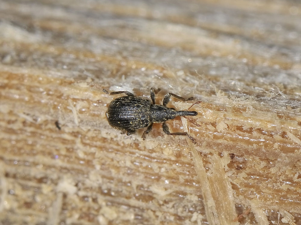 Apionidae - Trichopterapion holosericeum